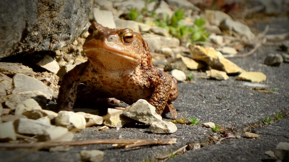 brown toad preview