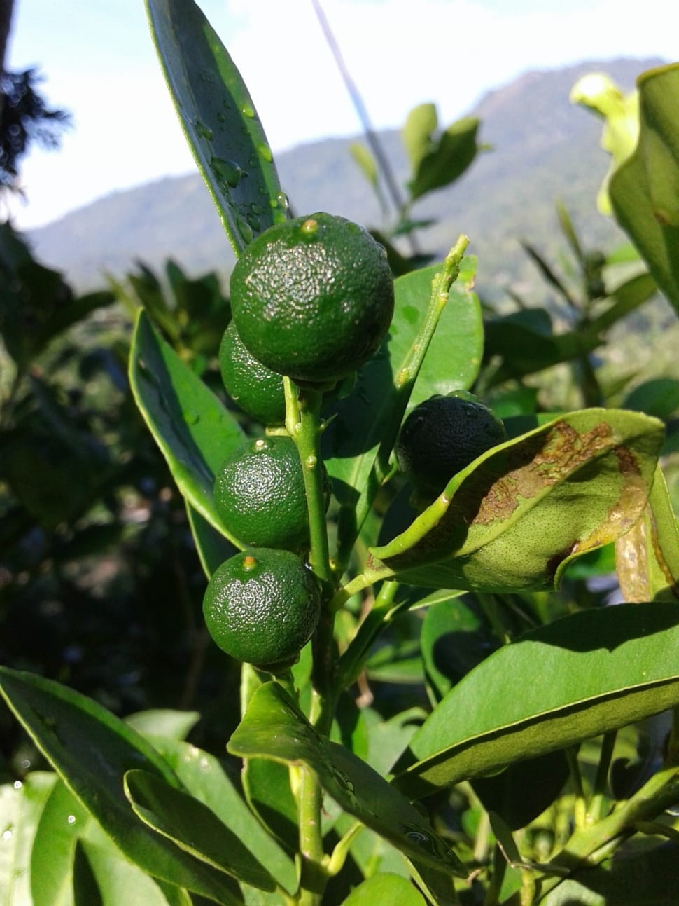 green round fruit plants preview