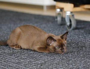 brown siamese cat on gray carpet thumbnail