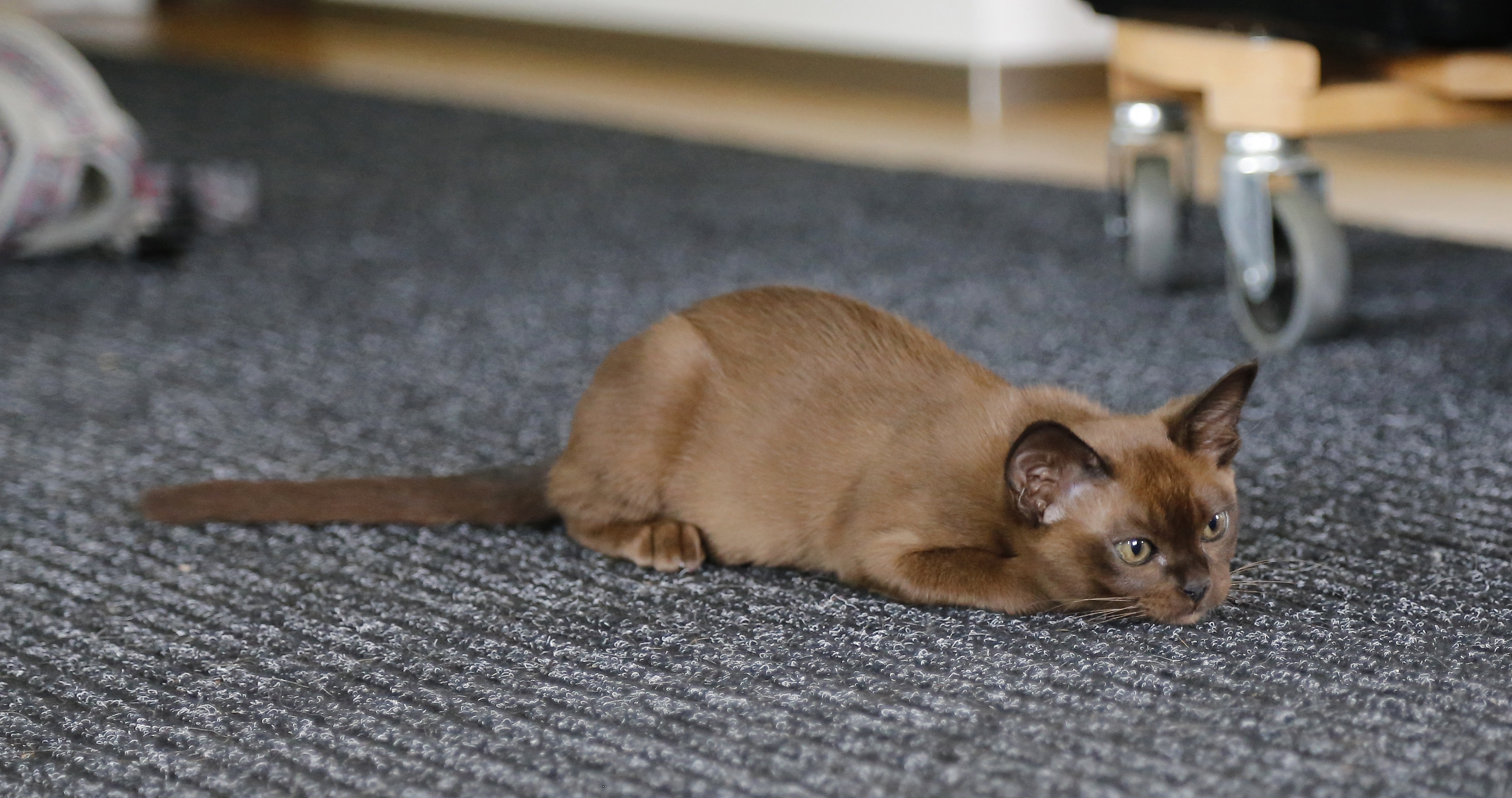 brown siamese cat on gray carpet