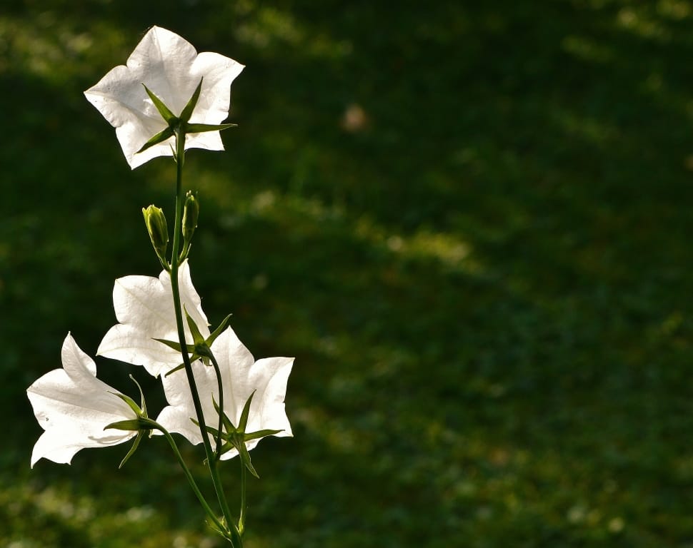 4 white flowers preview