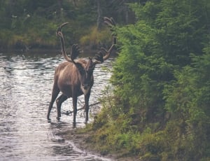 brown reindeer standing on body of water bear green leaves trees thumbnail