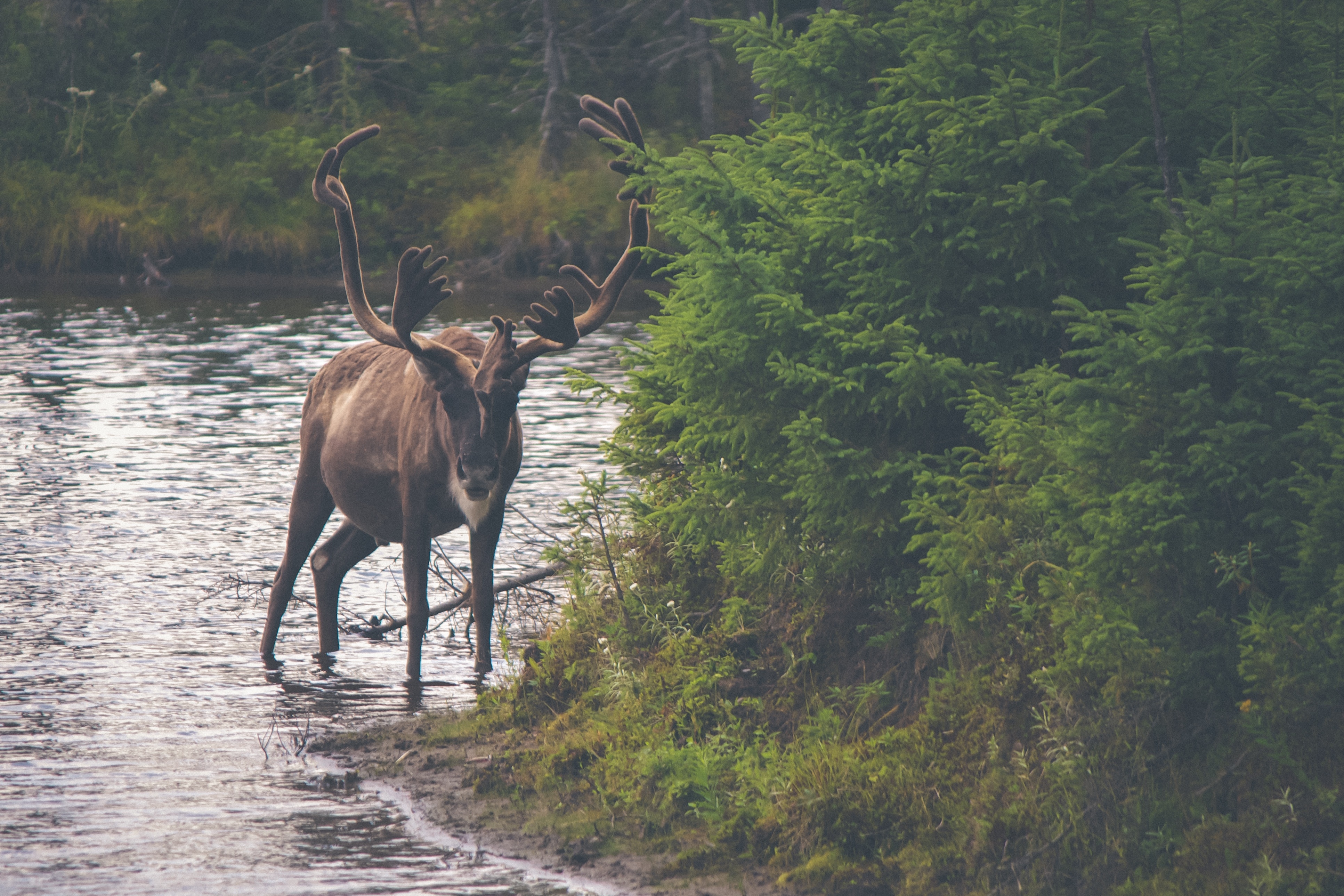 brown reindeer standing on body of water bear green leaves trees