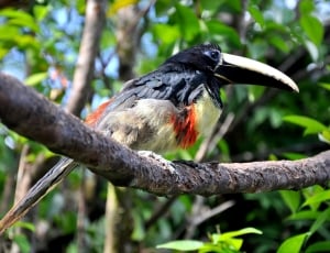 black and gray Toucan on tree branch thumbnail