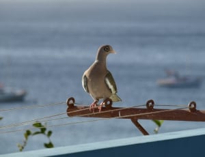 gray and green bird on brown steel rod during daytime thumbnail