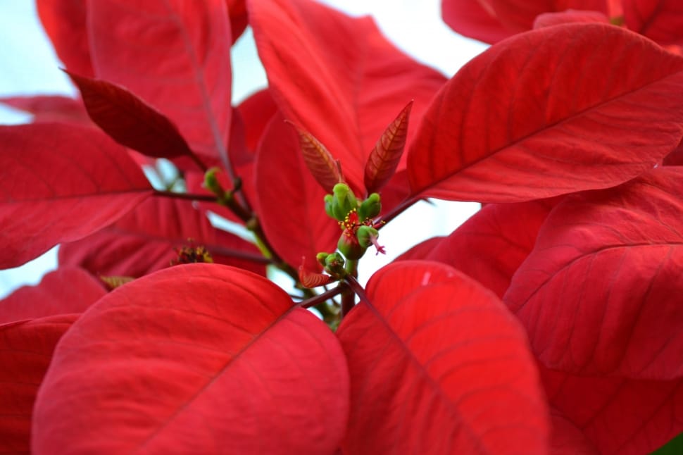 Christmas Star, Poinsettia, red, leaf preview