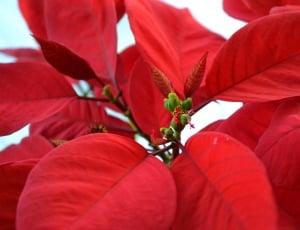 Christmas Star, Poinsettia, red, leaf thumbnail