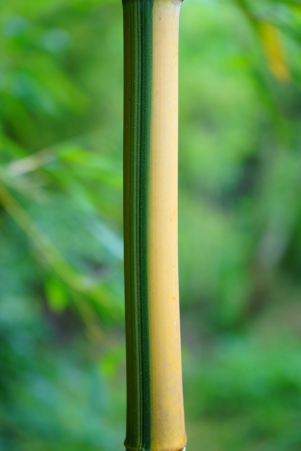 green and brown bamboo preview
