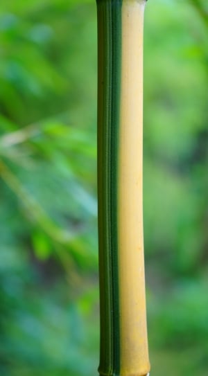 green and brown bamboo thumbnail