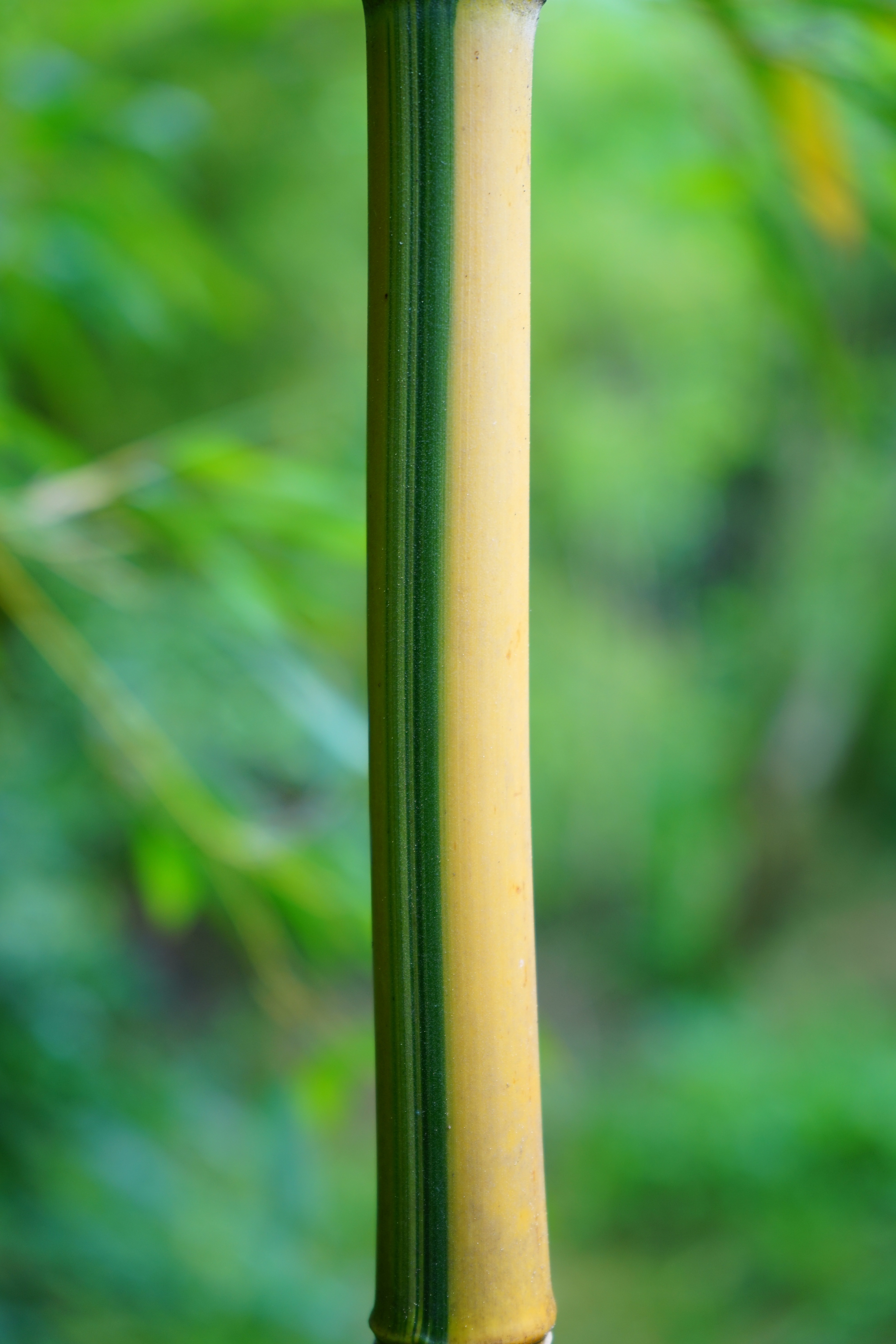 green and brown bamboo