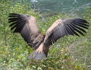 gray and black bald eagle spreading wings thumbnail