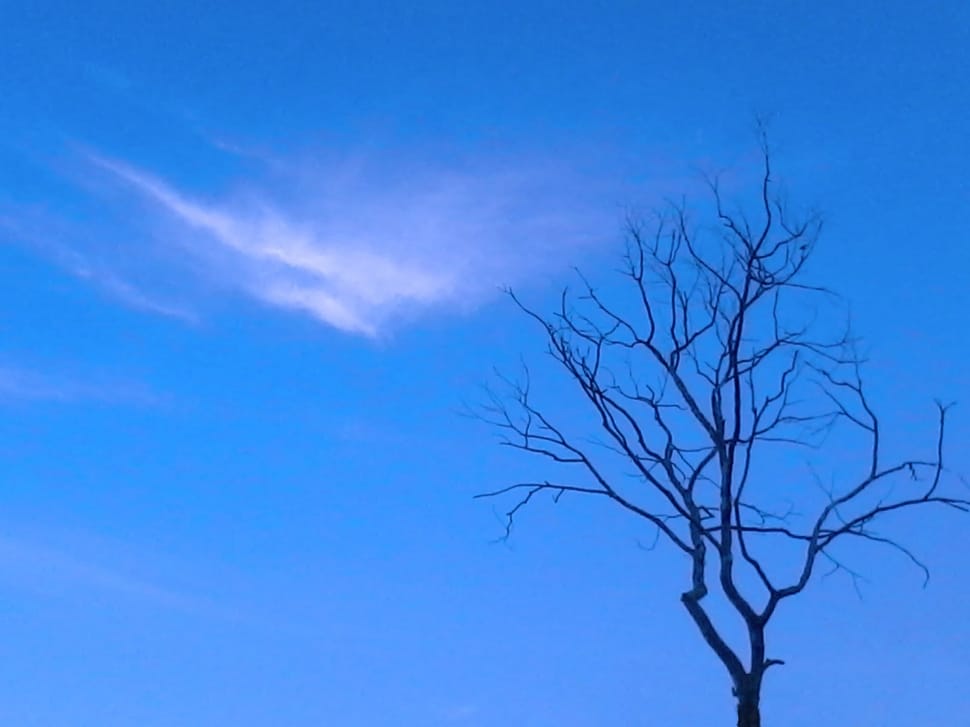 leafless tree preview