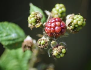 green and red raspberry thumbnail