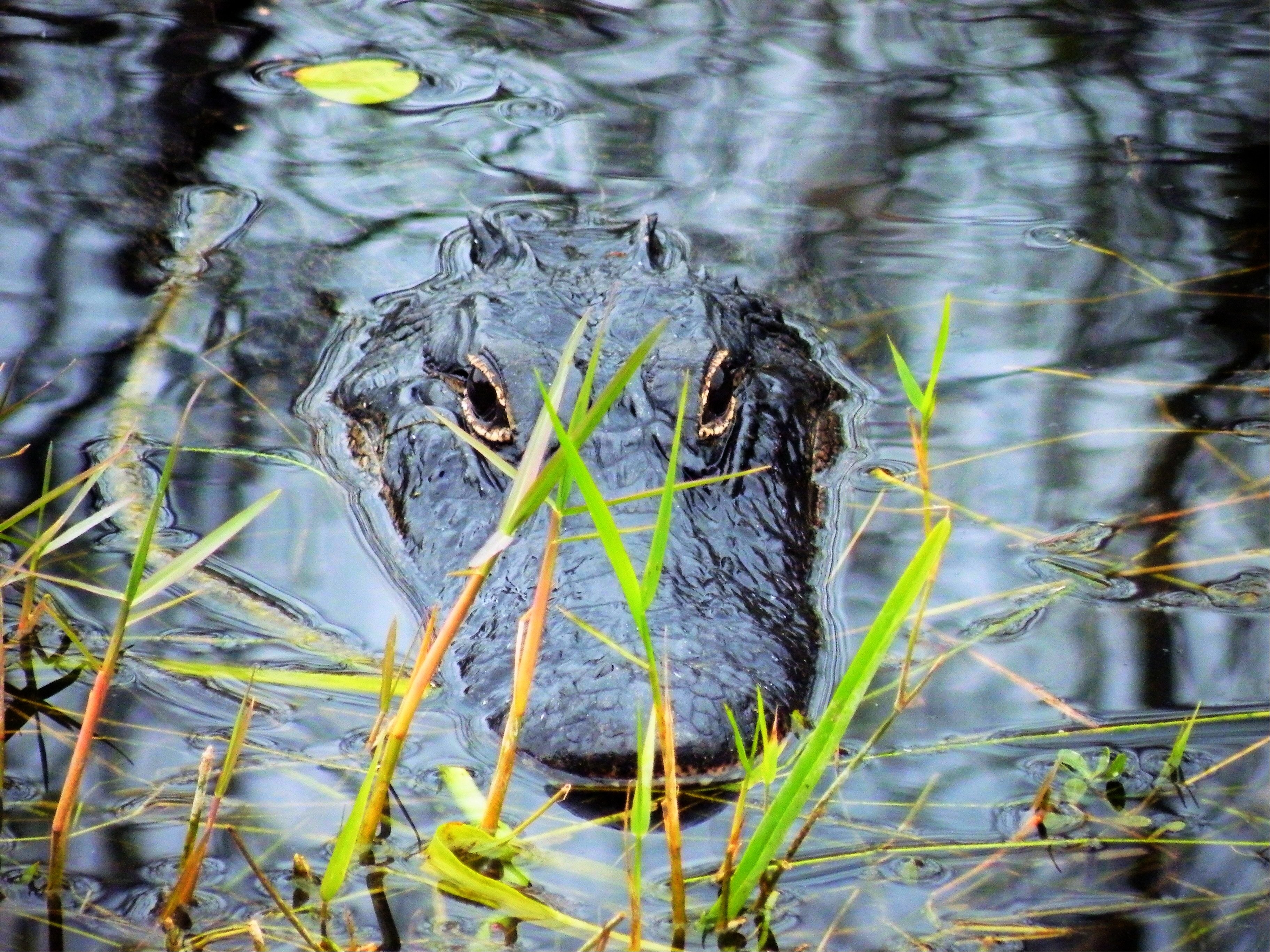 Alligator, Everglades Alligators, reptile, one animal