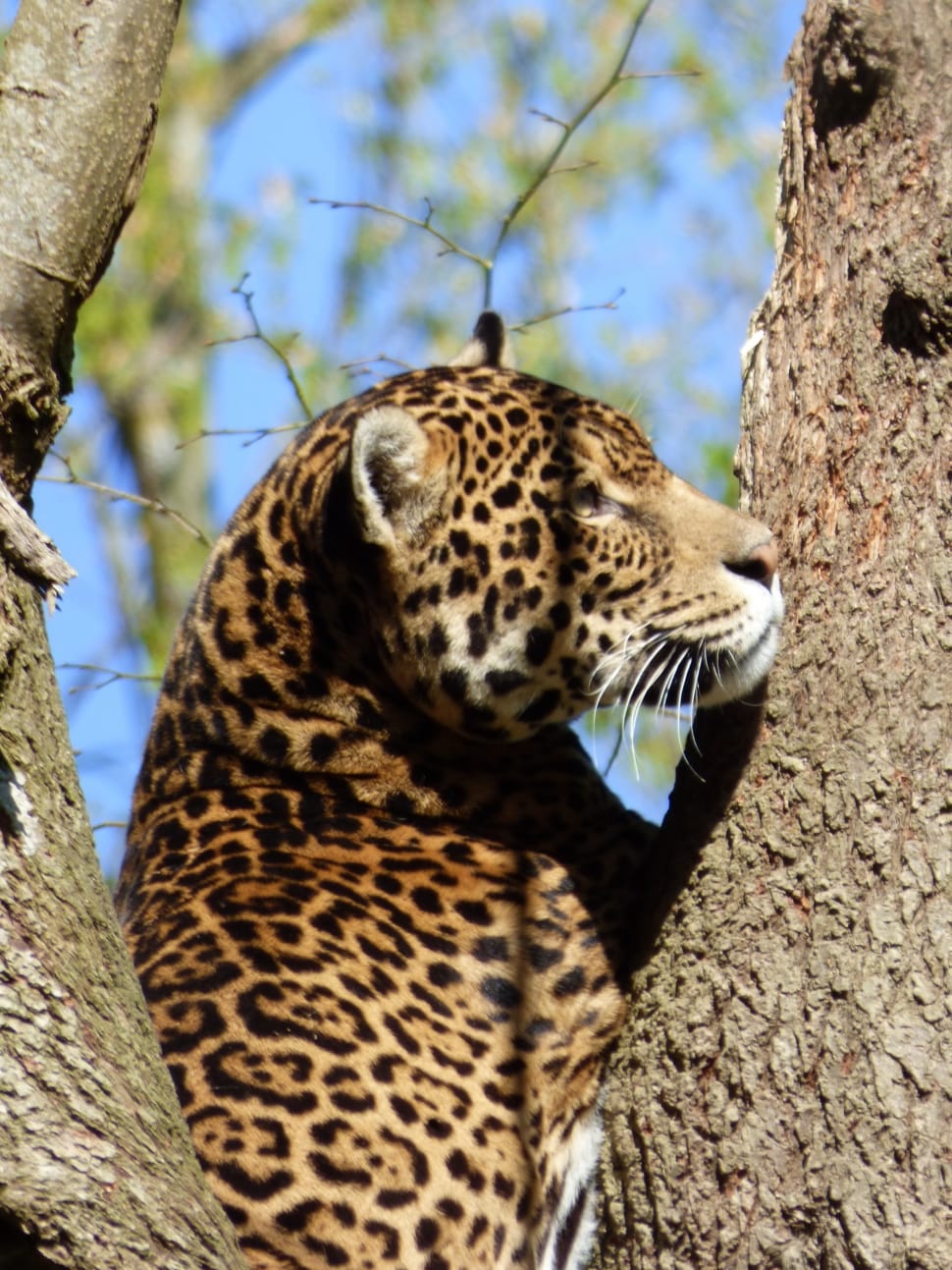 Nesles, Park Felines, Jaguar, Feline, one animal, animals in the wild preview