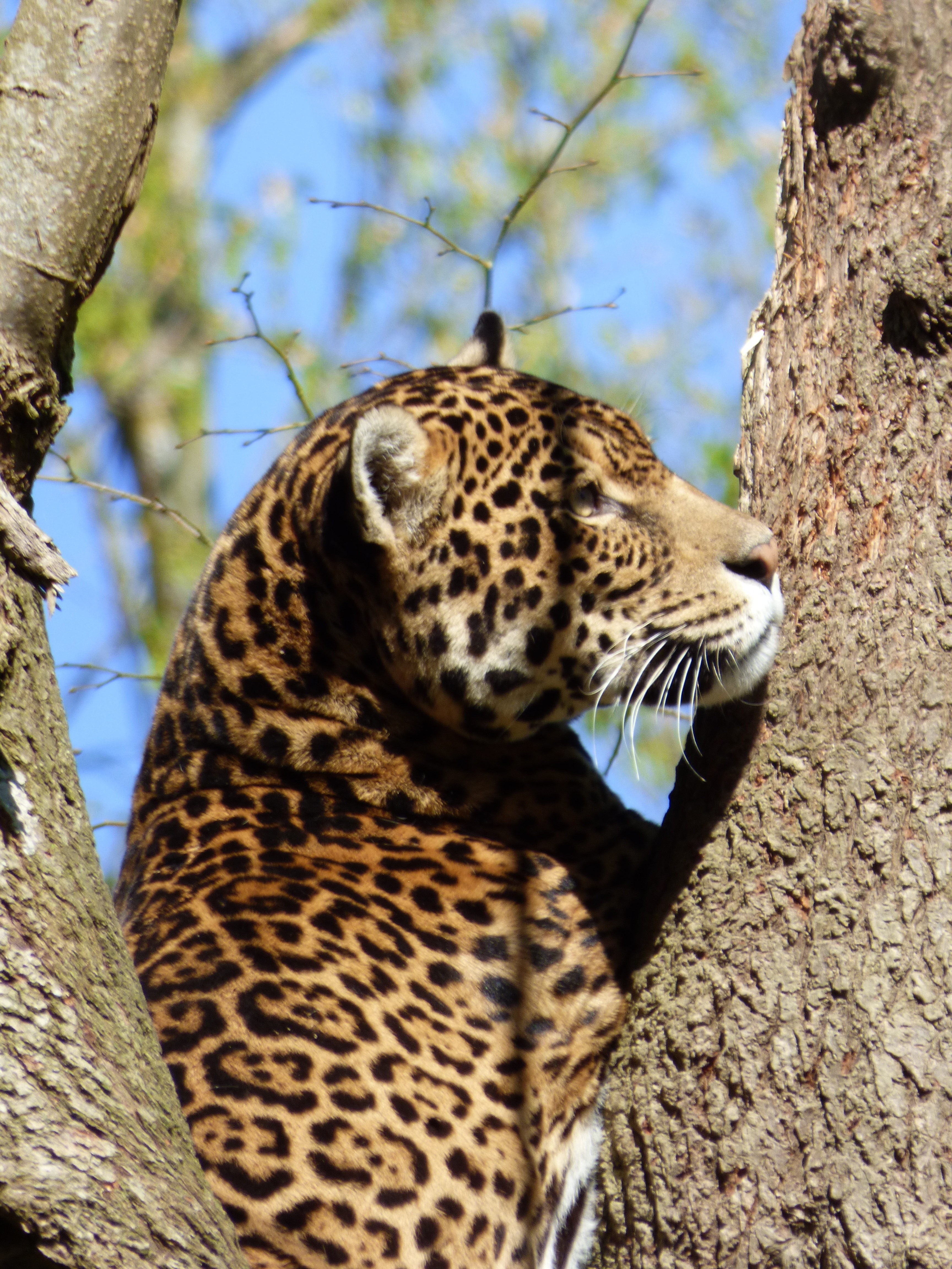 Nesles, Park Felines, Jaguar, Feline, one animal, animals in the wild