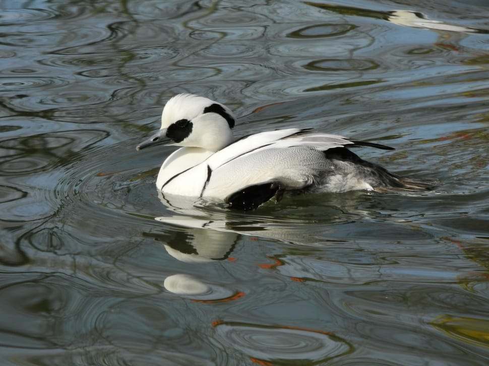 white gray and black duck preview