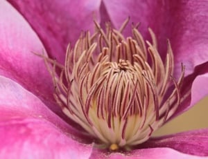 Bloom, Clematis, Blossom, Climber, purple, flower thumbnail