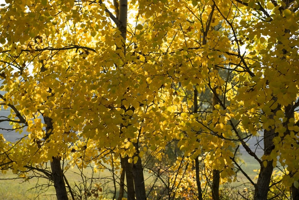 Autumn, Slovakia, Tree, Foliage, Yellow, autumn, tree preview
