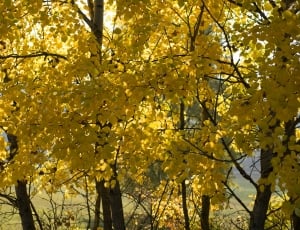 Autumn, Slovakia, Tree, Foliage, Yellow, autumn, tree thumbnail