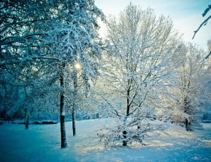 Sunset, Wintry, Trees, Snowy, Back Light, winter, cold temperature thumbnail