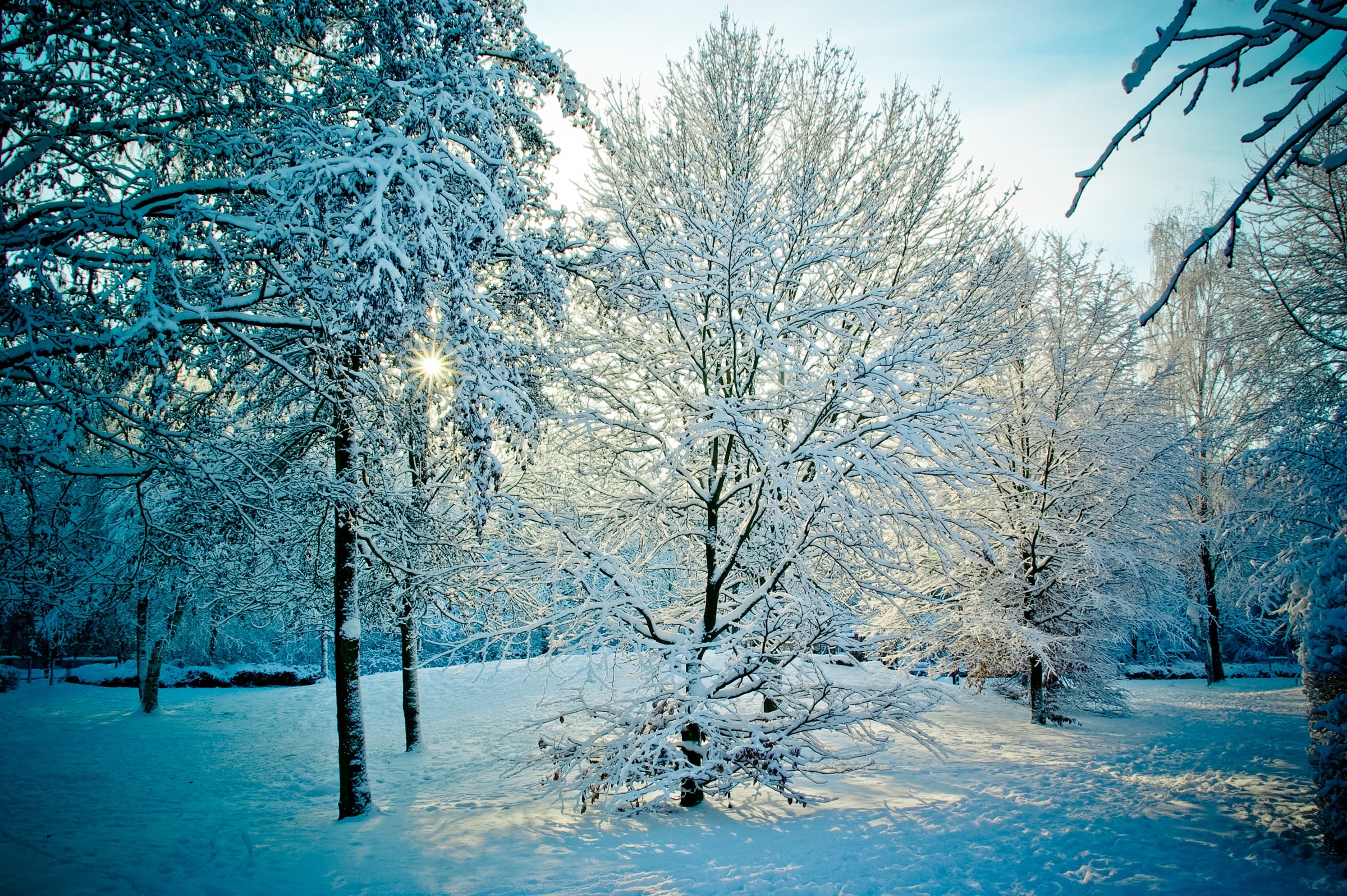 Sunset, Wintry, Trees, Snowy, Back Light, winter, cold temperature