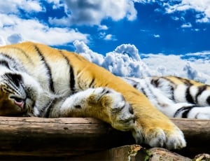 tiger lying painting thumbnail
