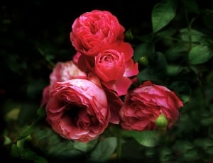 Rose, Leonardo, Da Vinci, flower, nature thumbnail