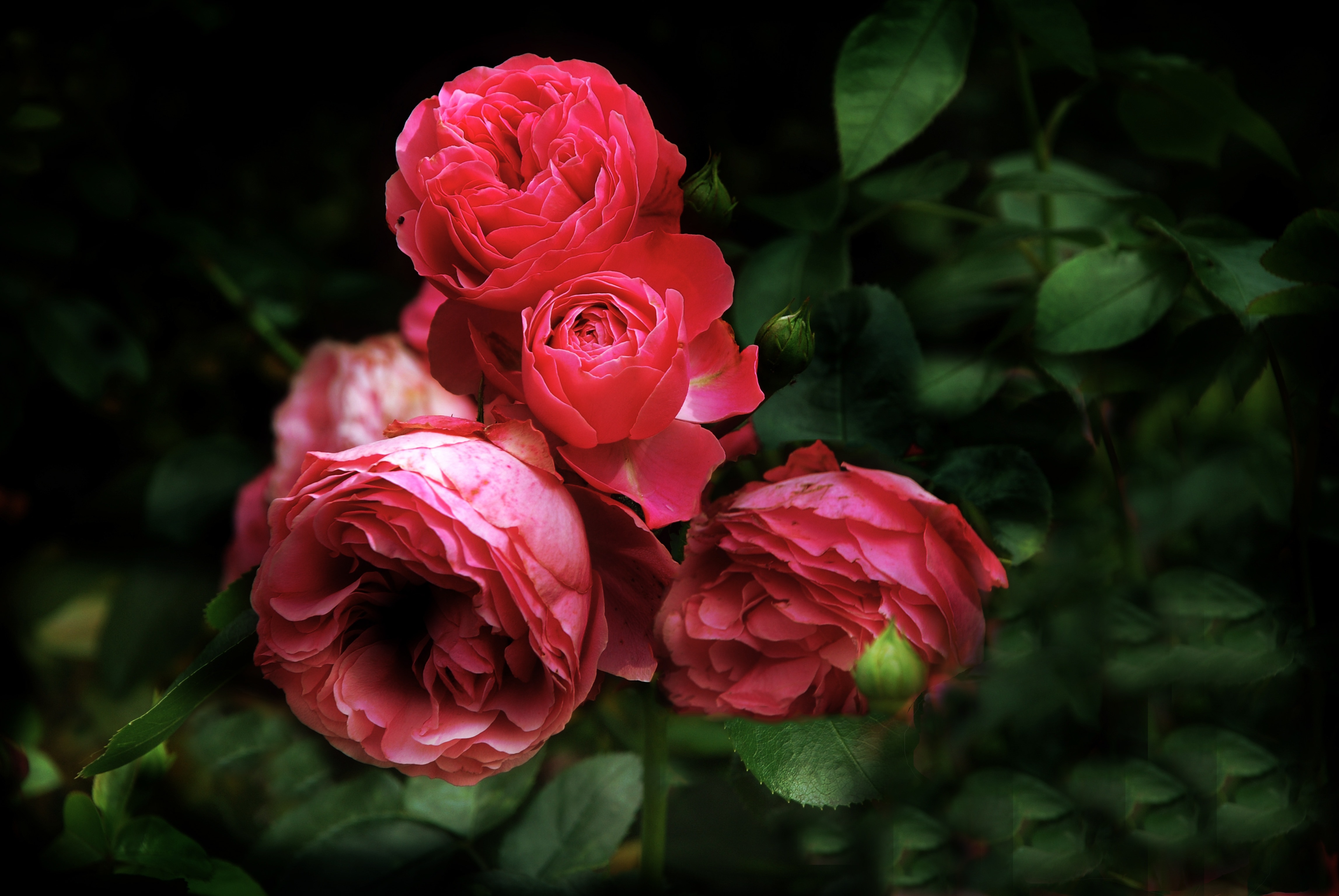 Rose, Leonardo, Da Vinci, flower, nature