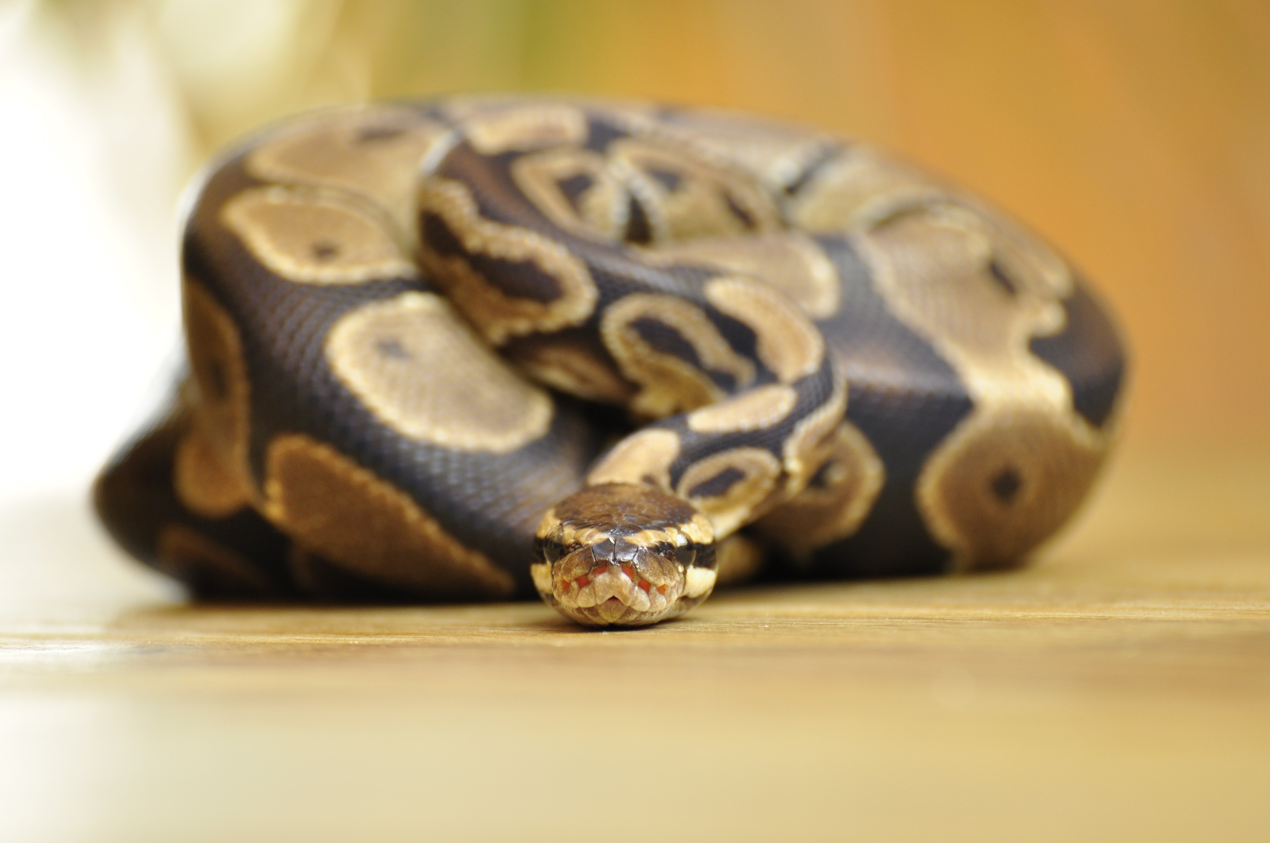 Ball Python, Snake, Constrictor, Scale, reptile, one animal