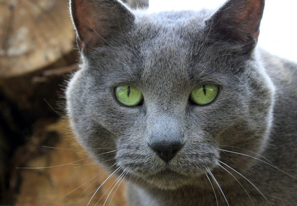 Large, Pet, Eyes, Green, Cat, Gray, Male, domestic cat, one animal preview