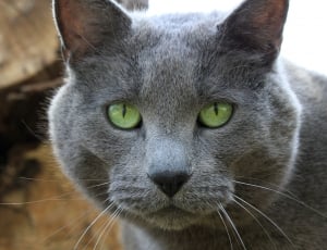 Large, Pet, Eyes, Green, Cat, Gray, Male, domestic cat, one animal thumbnail