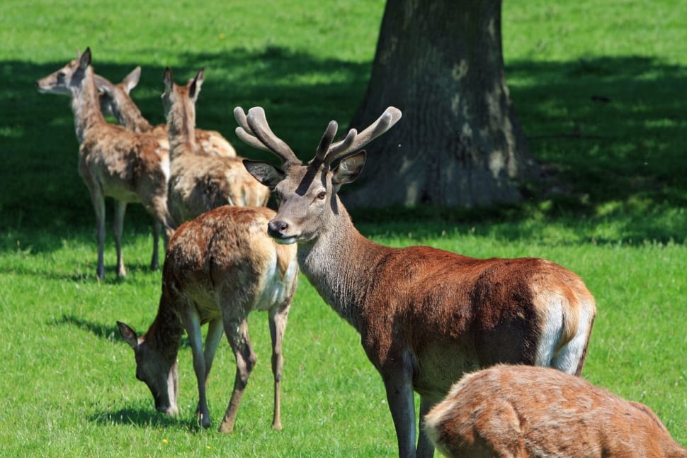 Herd, Stag, Hind, Buck, Hart, Red Deer, grass, animal wildlife preview