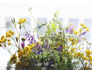 yellow purple and green petaled flowers thumbnail
