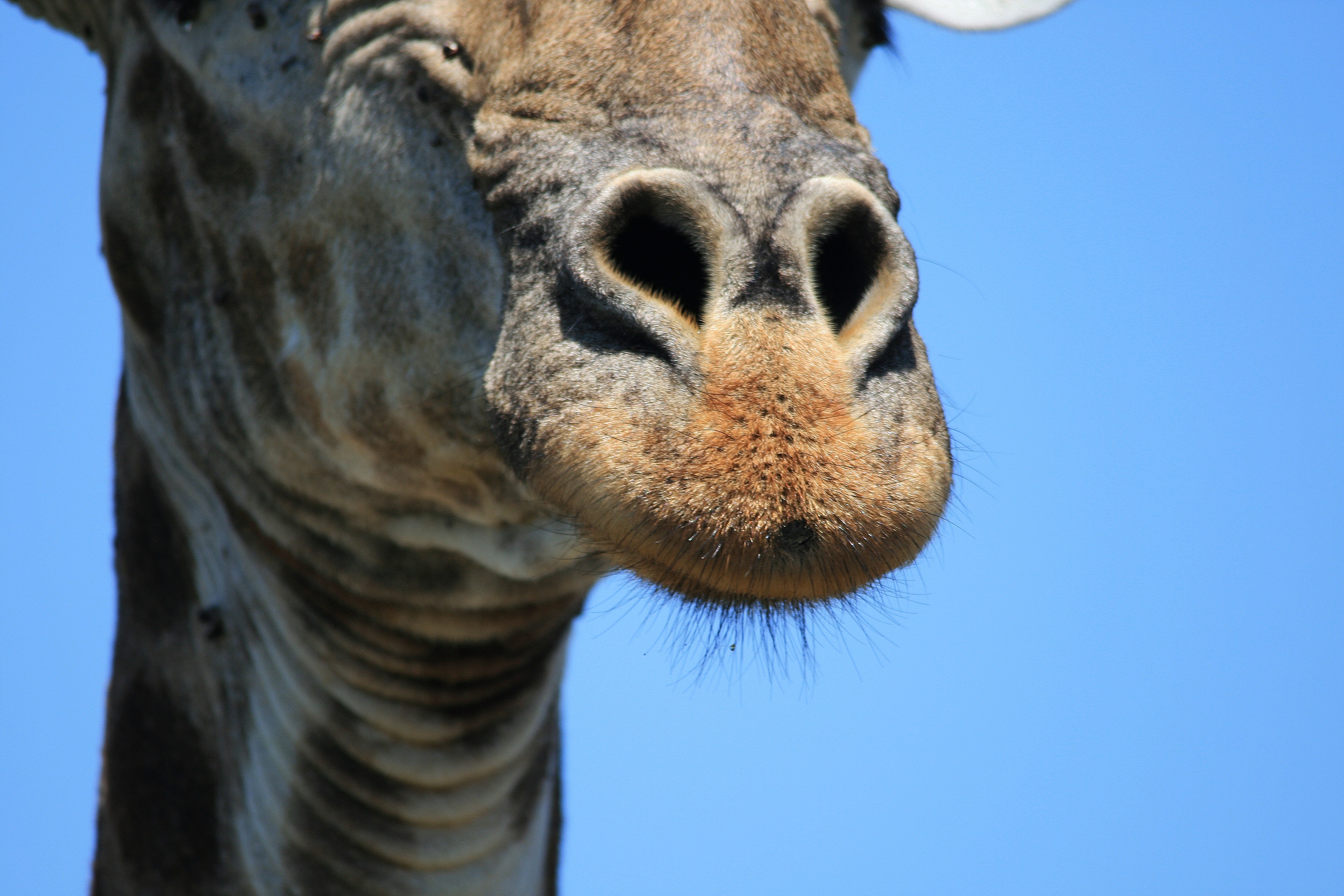 giraffe's nose