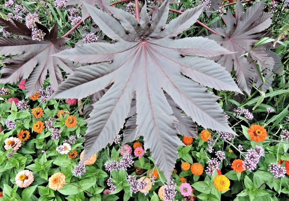 Annual, Poisonous, Red Castor Bean Leaf, flower, leaf preview
