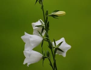 white flowering green plant thumbnail