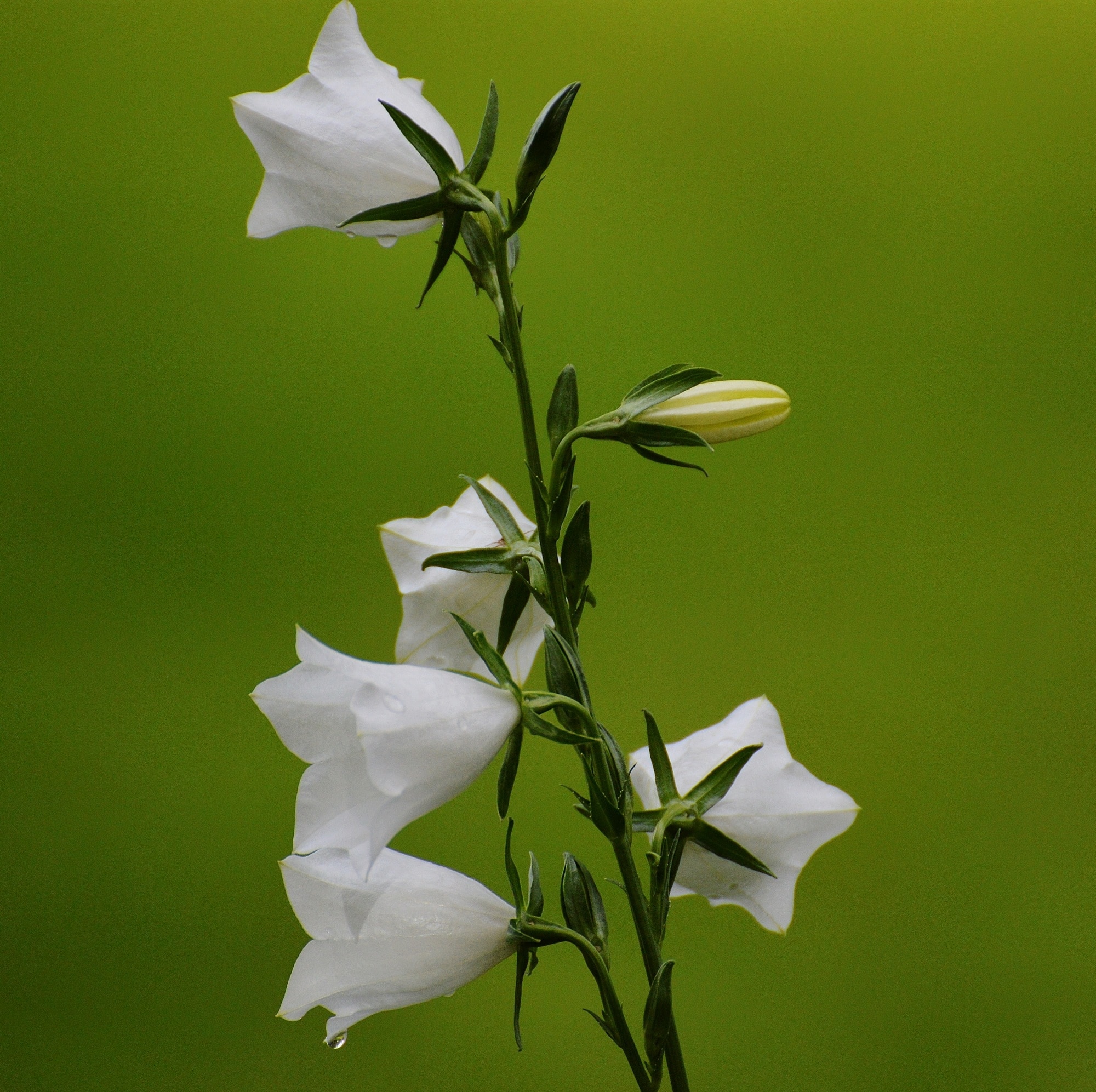 white flowering green plant