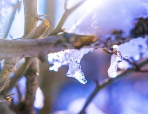 tree, plant, branch, nature, cold temperature, winter thumbnail