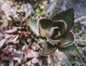 succulent plant thumbnail