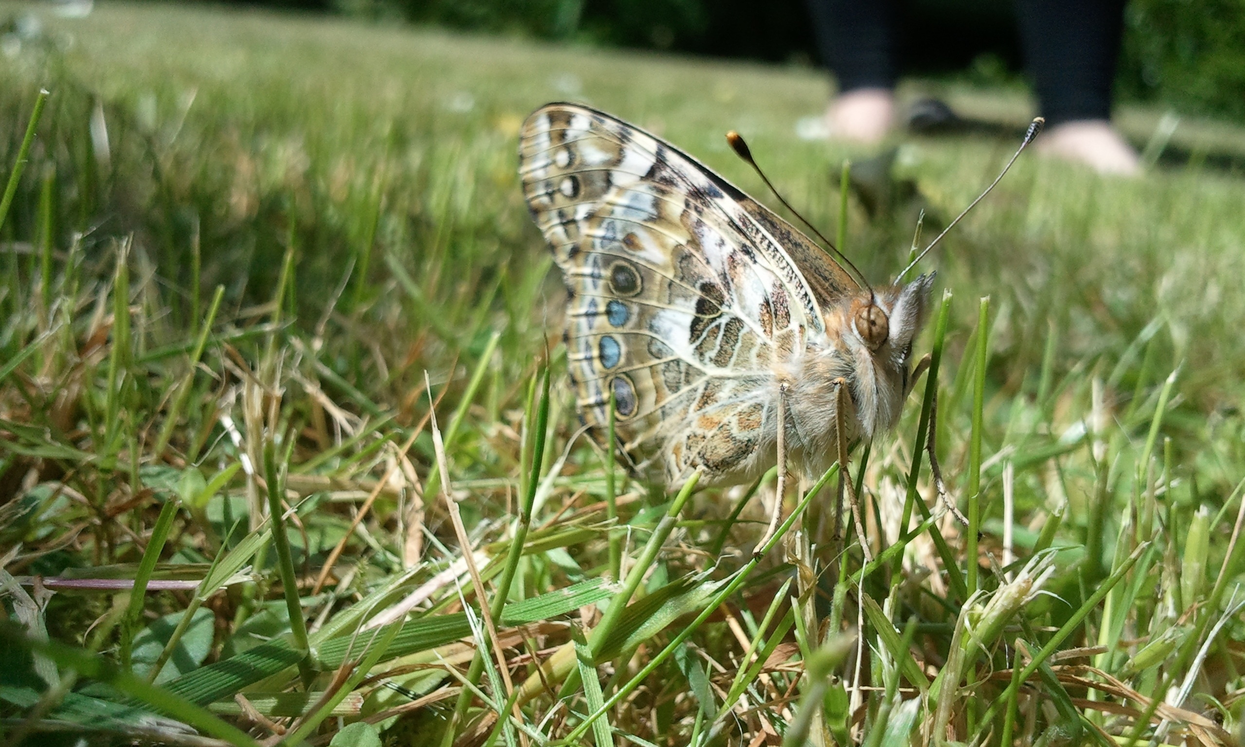 Butterfly, Nature, Grass, Garden, one animal, grass