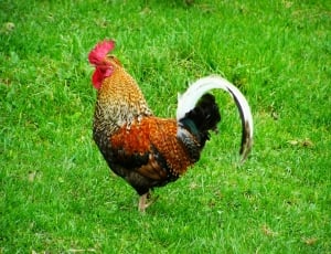 brown black and gold rooster thumbnail