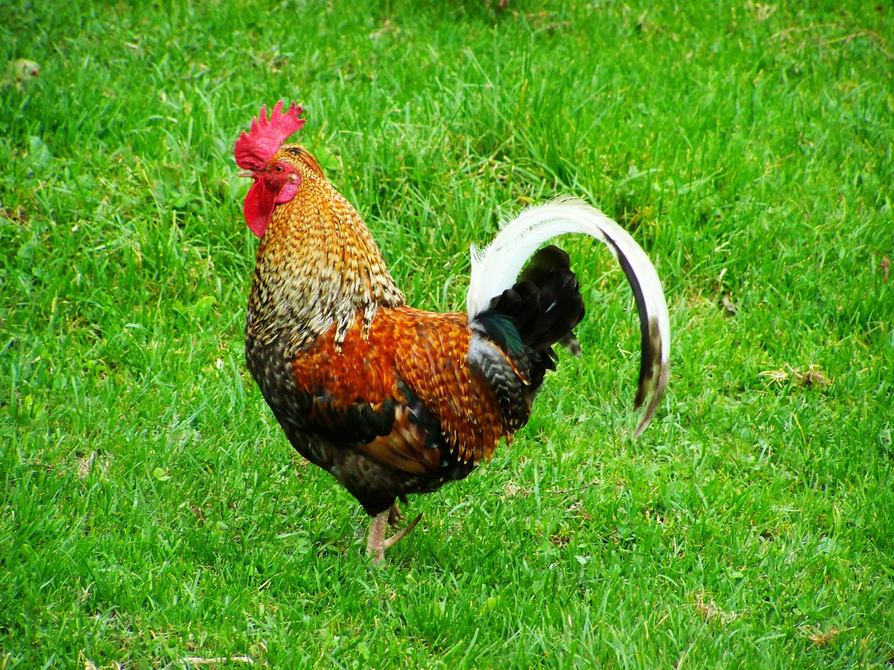 brown black and gold rooster