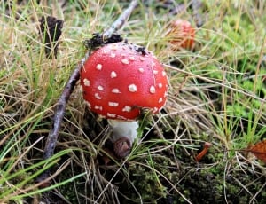 Red With White Dots, Autumn, Mushroom, mushroom, red thumbnail