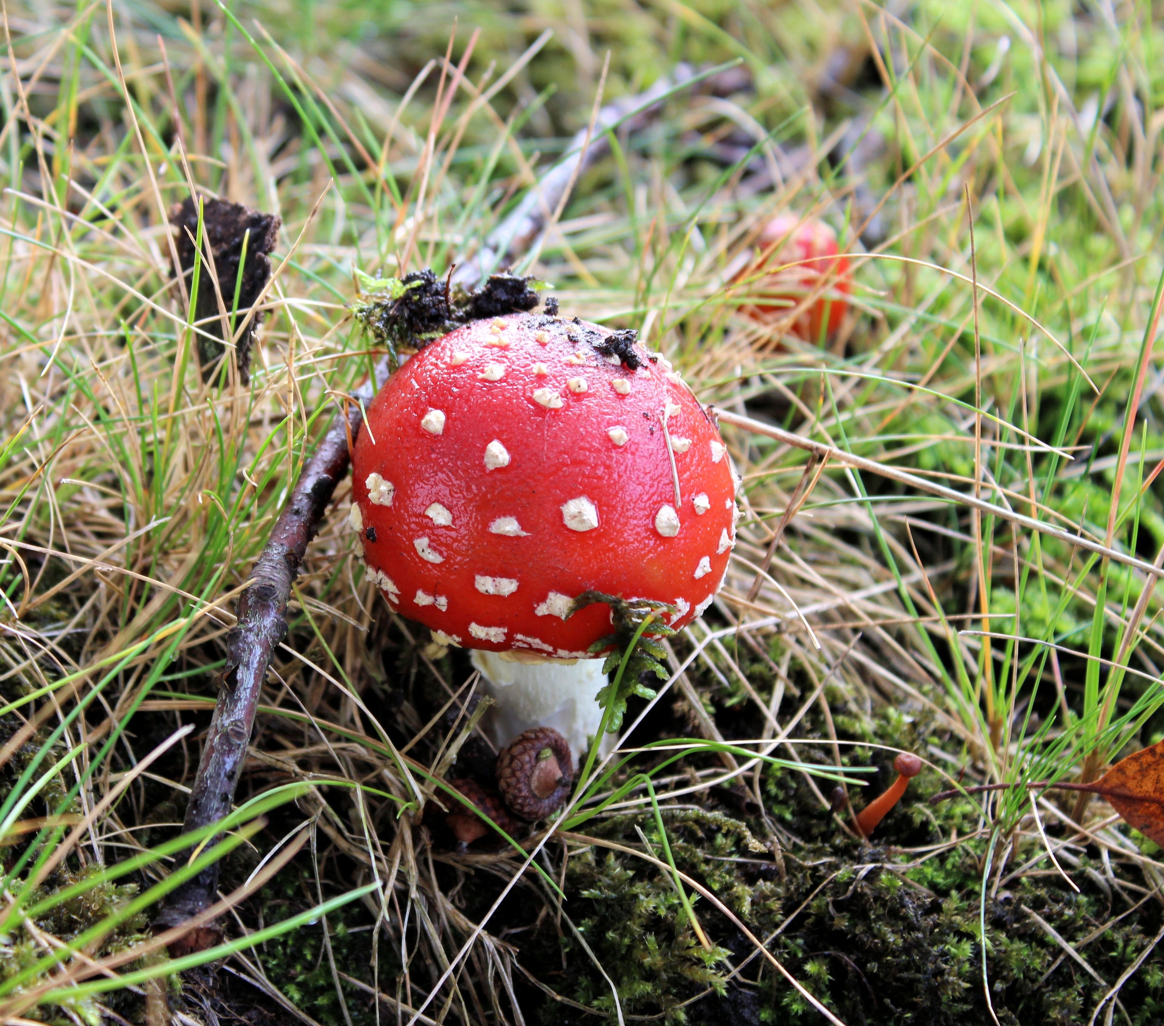 Red With White Dots, Autumn, Mushroom, mushroom, red