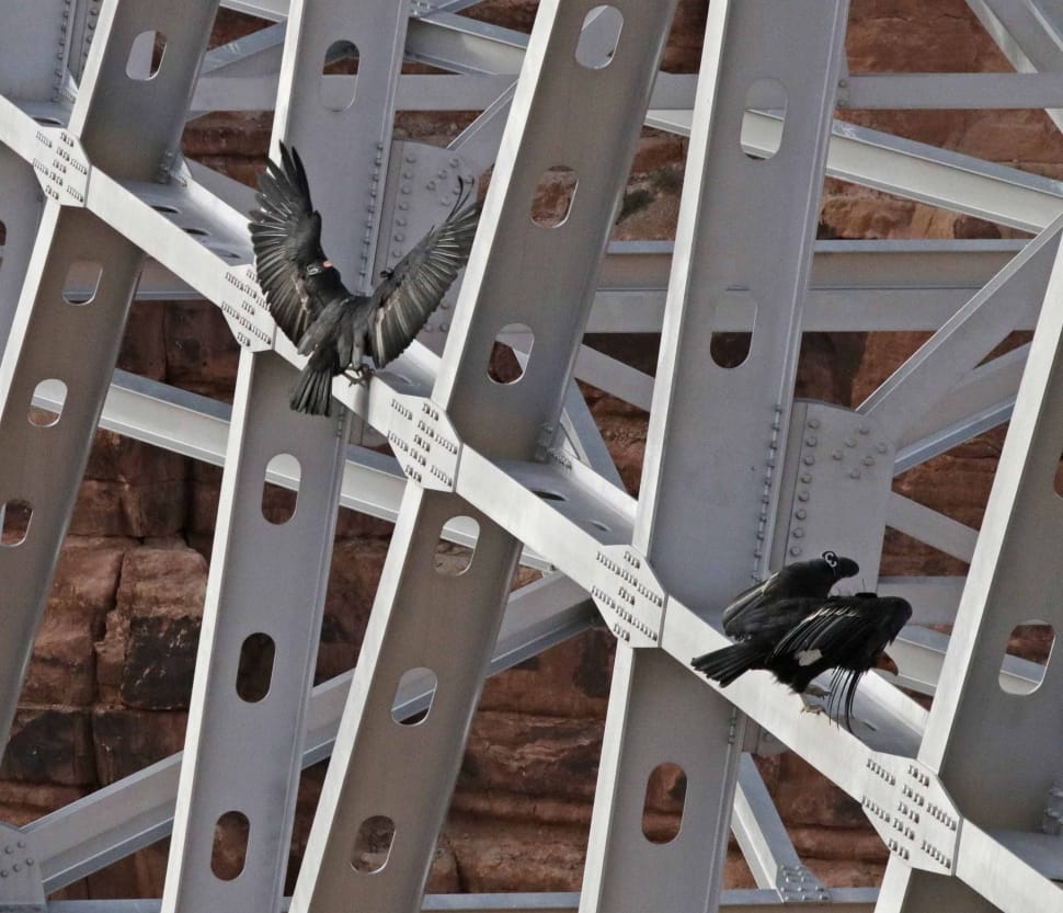 three black birds on the white steel frame bridge preview