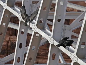 three black birds on the white steel frame bridge thumbnail