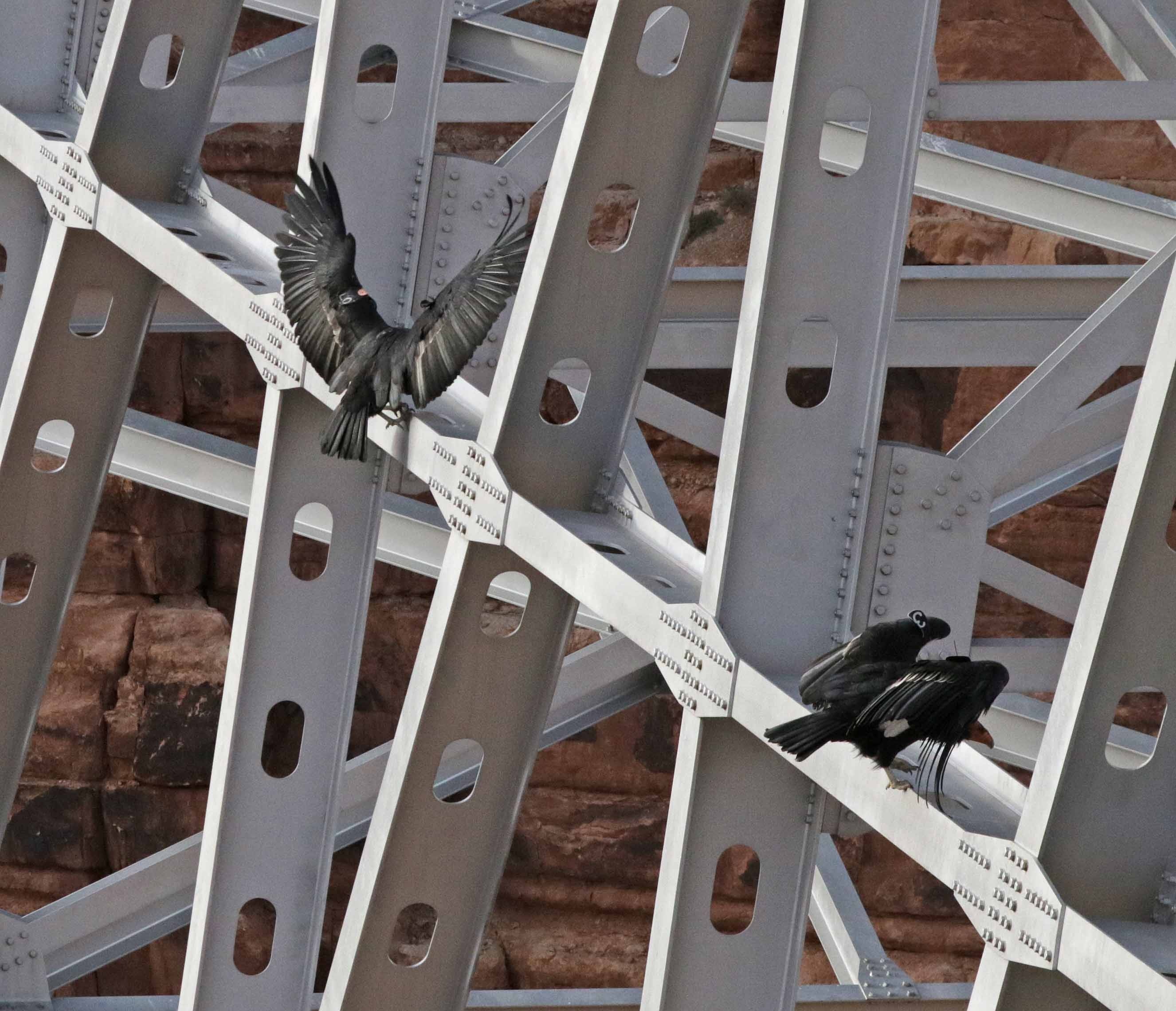 three black birds on the white steel frame bridge