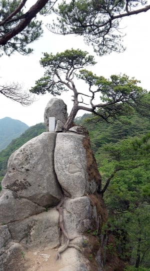 Rock, Ohbongsan, Root, Stone, Valley, tree, no people thumbnail