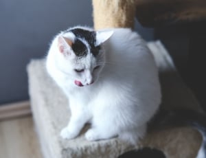 White cat thumbnail